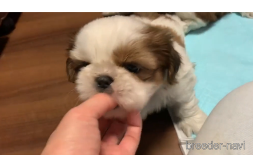 成約済の東京都のシーズー-157950の2枚目